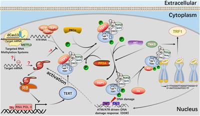 CRISPR-based m6A modification and its potential applications in telomerase regulation